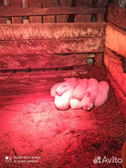 Продам поросят
