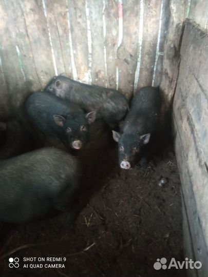 Продам поросят