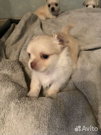 Щенки чихуахуа