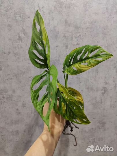 Филодендрон,монстера