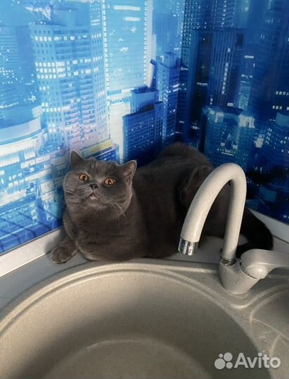 Британская кошка