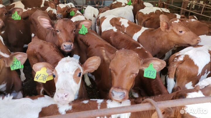 Телята бычки