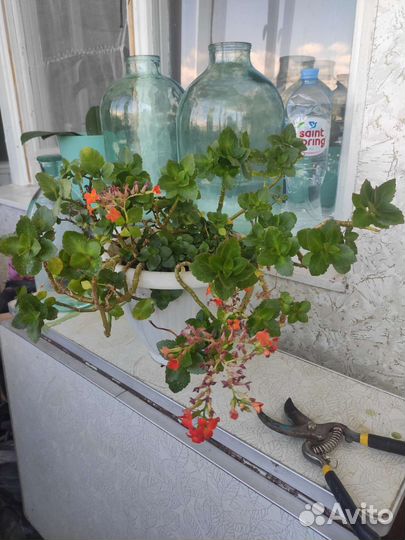 Каланхоэ цветущий комнатное растерие