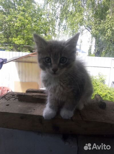 Котята в добрые руки мальчики