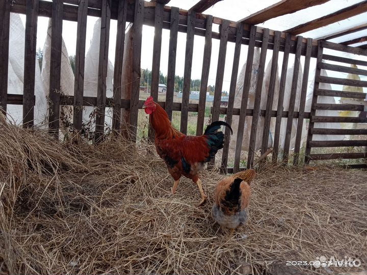 Молодой чистопородный Кучинский петух