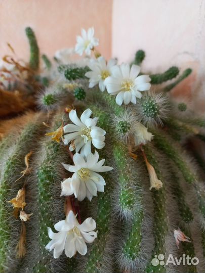 Кактус цветущий
