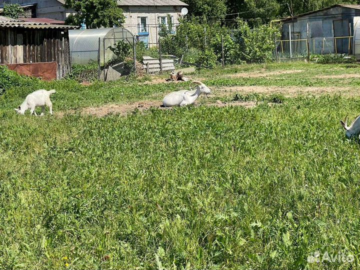 Продаются дойные козочки и козлики 8 месяца