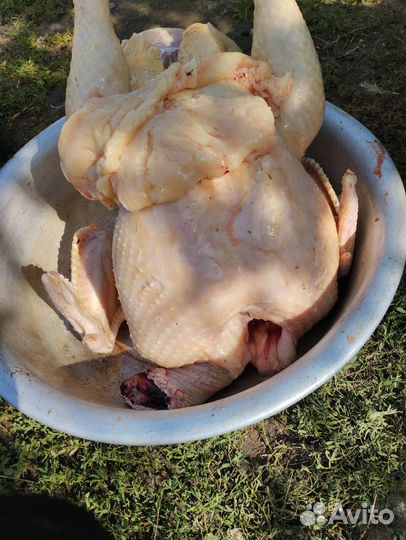 Индюки биг 6