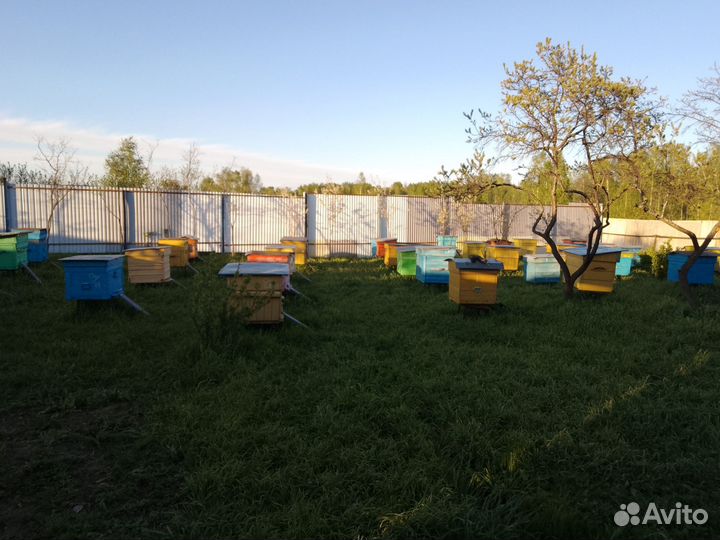 Пчелосемьи среднерусские