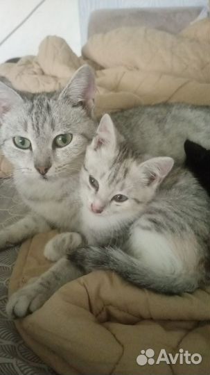 Отдам котят в добрые руки