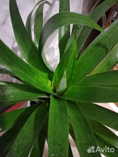 Тилландсия