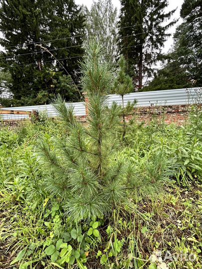 Саженцы кедра 10-12 лет. Цена договорная