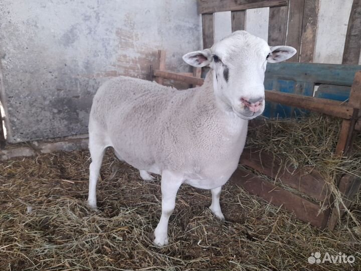 Баран Дорпер