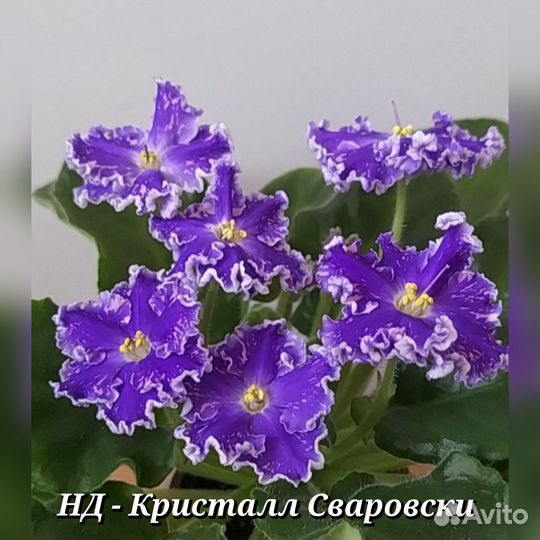 Укоренённые черенки сортовых фиалок почтой