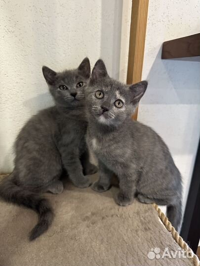 Котята от домашней кощки шотланские