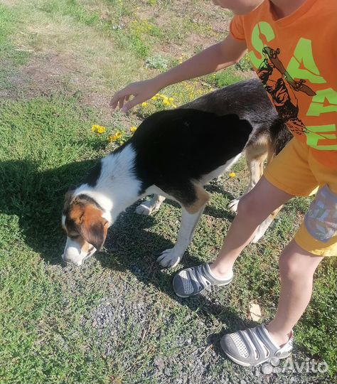 Собака в добрые руки