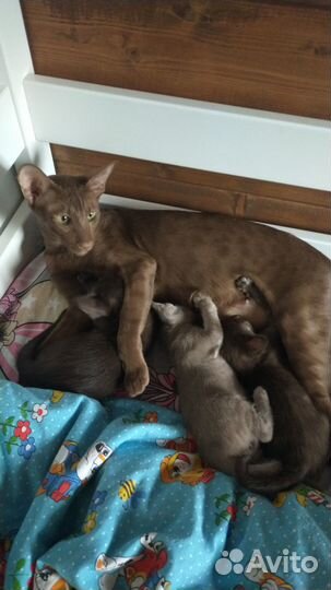 Ориентальные котята