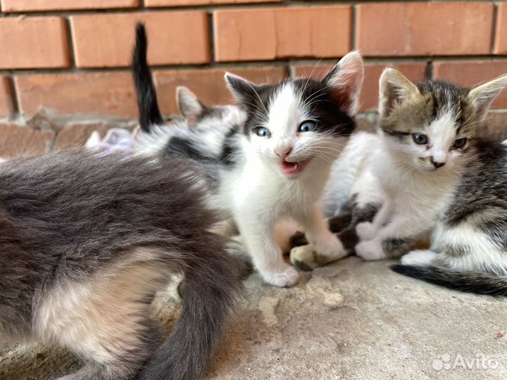 Котята в добрые руки даром