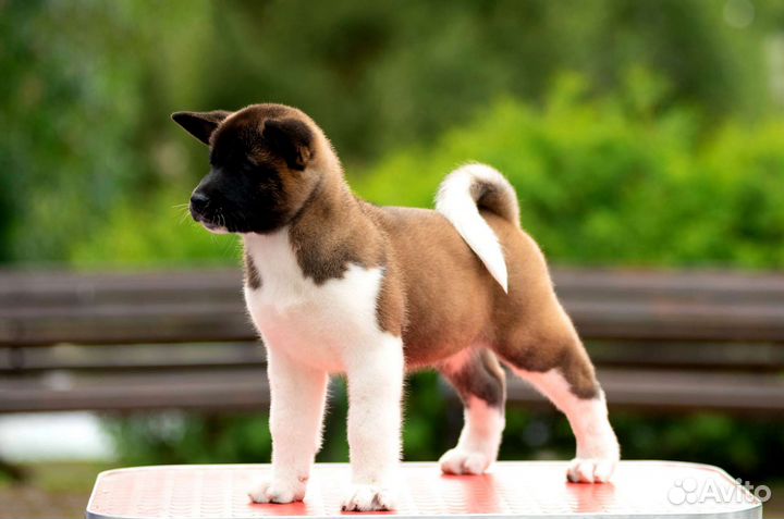 Американская Акита