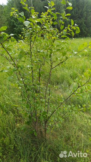 Саженцы плодовых деревьев