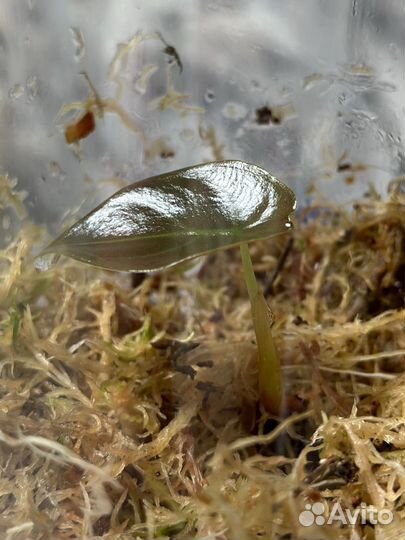 Алоказия купрея