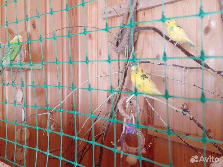 Волнистый попугай с клеткой