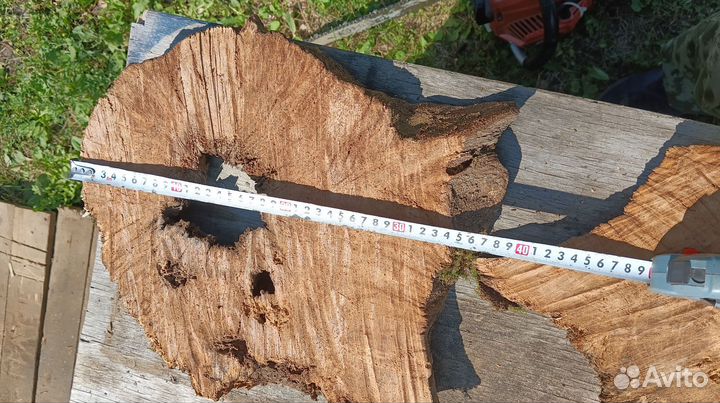 Спилы дерева, дуб