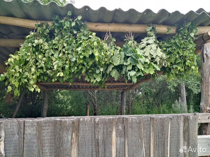 Свежие веники для бани