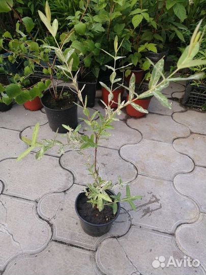 Саженцы ивы Хакуро- Нишики