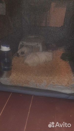 Передержка животных и цветов на время отпуска