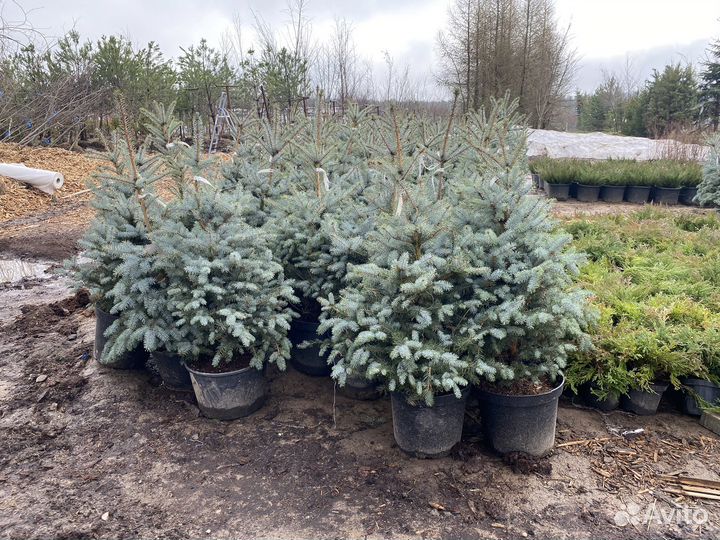 Ель голубая блю даймонд