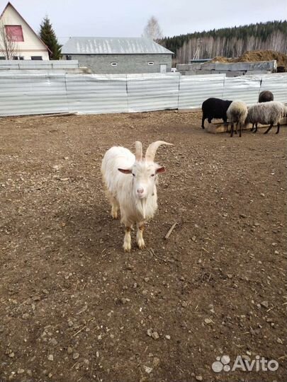 Козел, баран