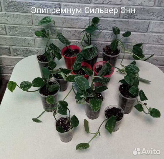 Эпипремнумы сортовые