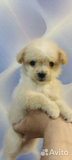 Мини собака