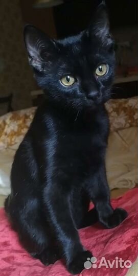 Котик, 4 месяца