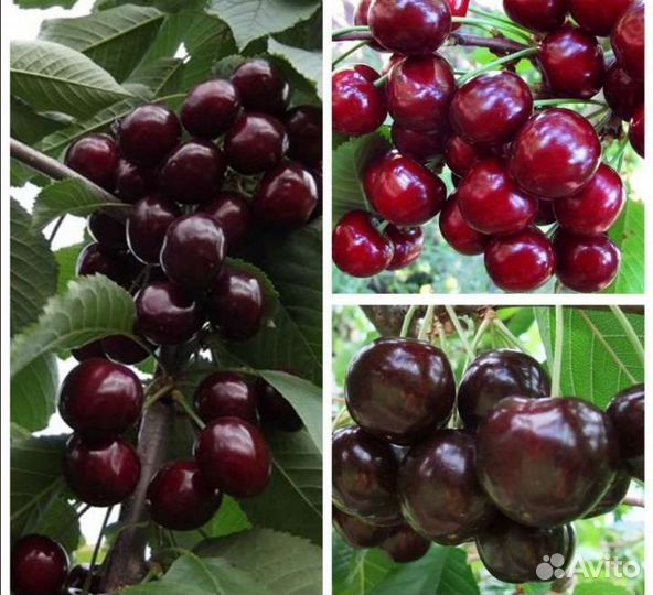 Вишня 3 сортов
