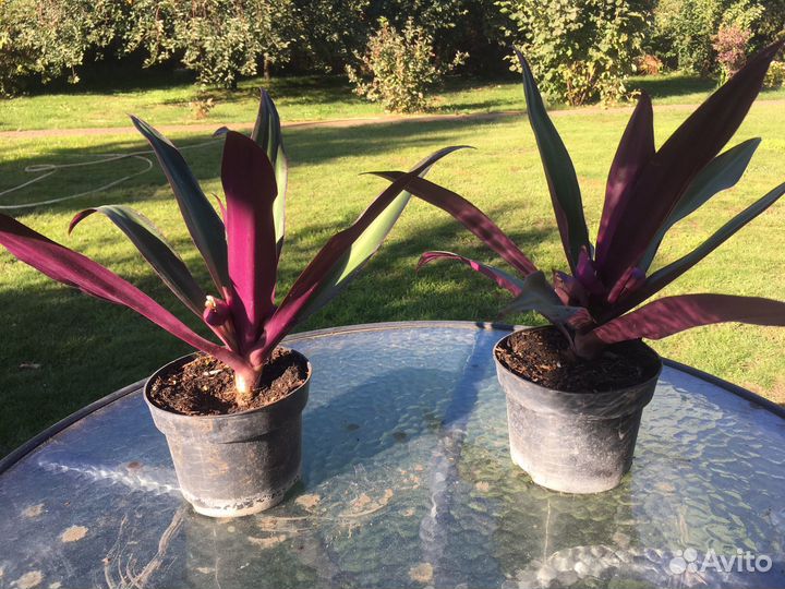 Традесканция рэо комнатный цветок