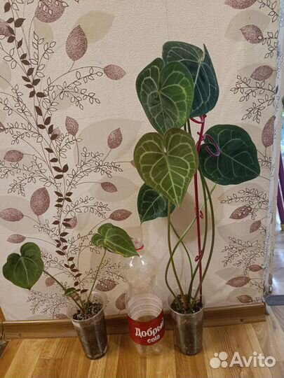 Антуриум кларинервиум хрустальный
