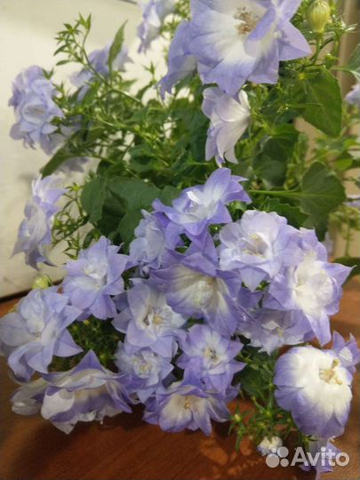 Кампанула махровая Дублин Биколор