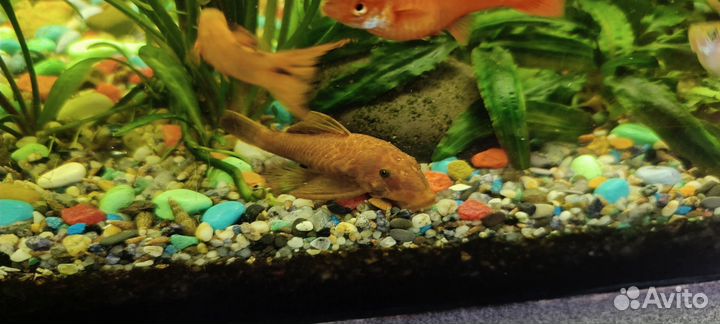 Гуппи, молинезии, меченосцев, сомики