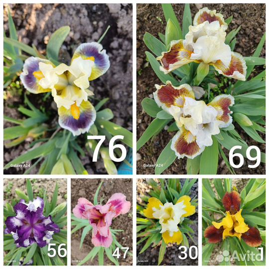 Ирисы бордюрные