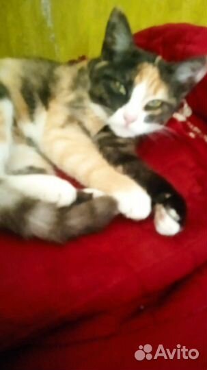 Котенок ищет дом