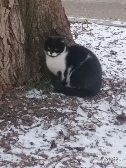 Коты бесплатно