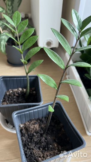 Замиокулькас