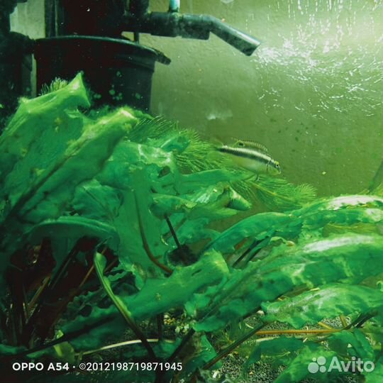 Пельвикахромис пульхер или цихлида-попугайчик