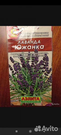 Лаванда в горшке