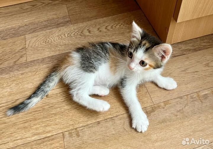 Трехцветный котенок на счастье