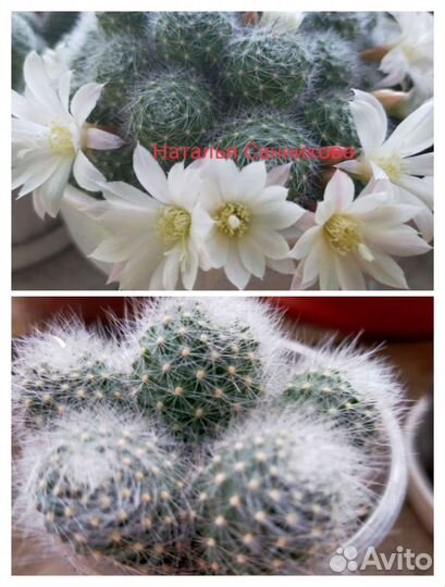 Кактусы от Натальи санниковой
