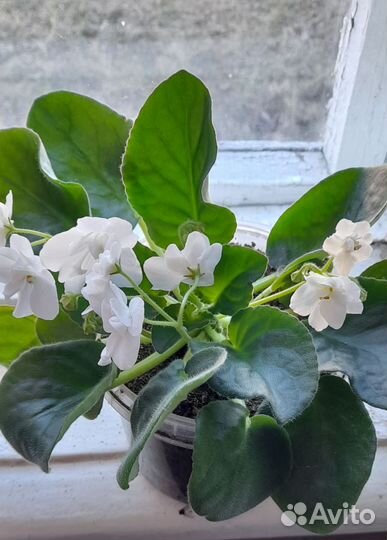 Комнатные цветы