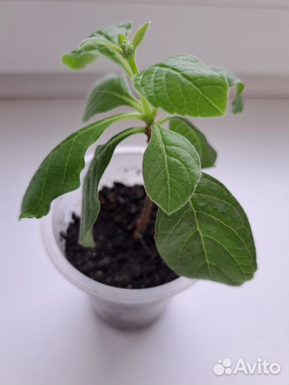 Клеродендрумы угандийский, инерме, филиппинский